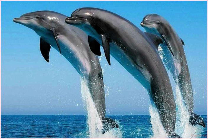 самки, дельфинов, тщательно, выбирают, отца