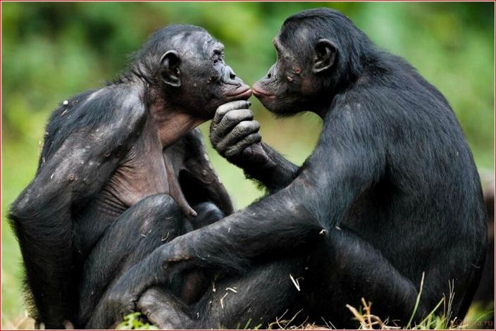 бонобо, сексуально, озабоченные, обезьянки