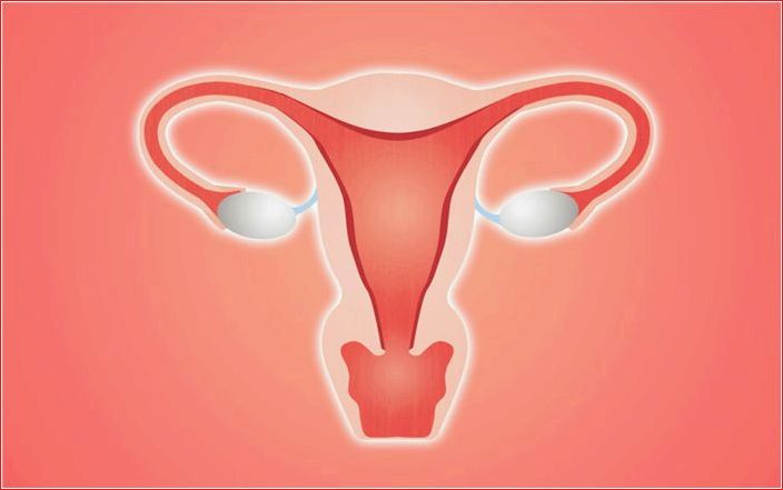 гениталии, выглядит, женская, мужская, репродуктивная