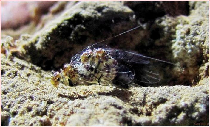самка, neotrogla, совокупляется, проникая, самцов