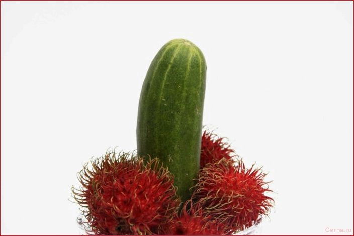 потеют, яйца, мужчины, причины