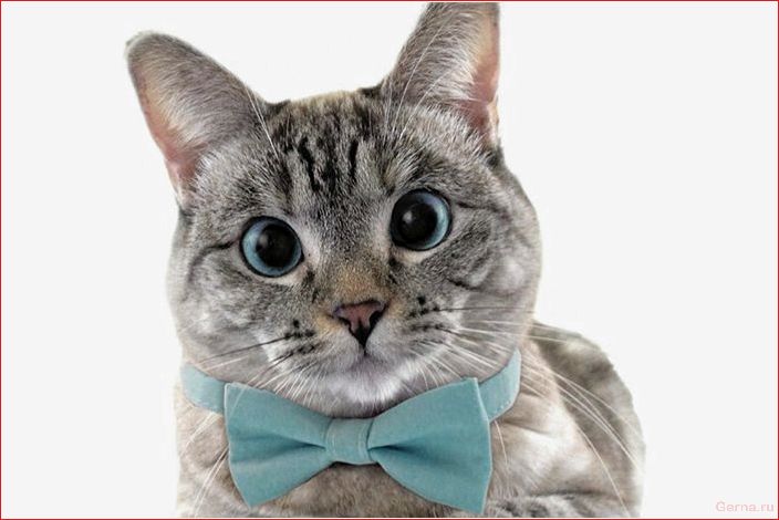 ТОП-20 самых милых аккаунтов TikTok с котиками в главных ролях топ-20, милых, аккаунтов, tiktok