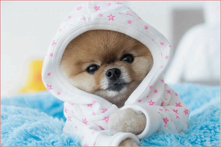 ТОП-20 самых милых аккаунтов с собаками в TikTok топ-20, милых, аккаунтов, собаками